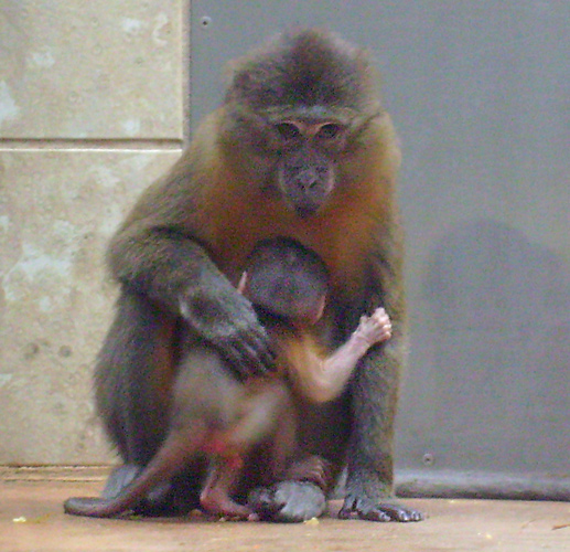 Goldbauchmangabe mit Jungtier im Zoo Wuppertal im April 2009