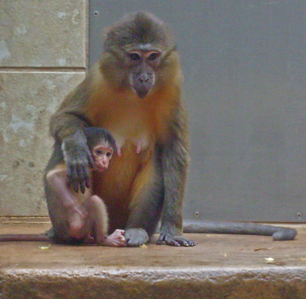 Goldbauchmangabe mit Jungtier im Zoologischen Garten Wuppertal im April 2009