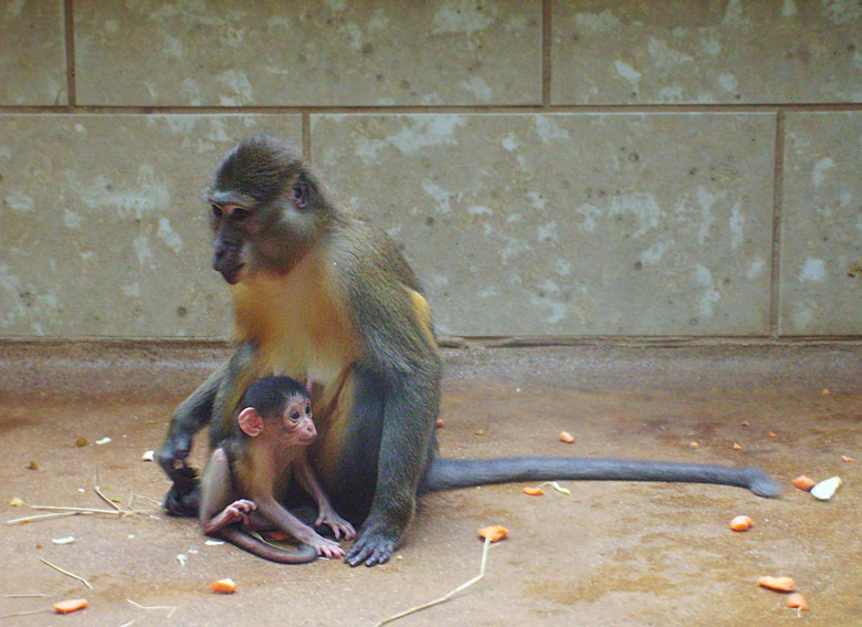 Goldbauchmangabe mit Jungtier im Wuppertaler Zoo im April 2009