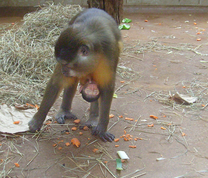 Goldbauchmangaben im Wuppertaler Zoo im April 2009