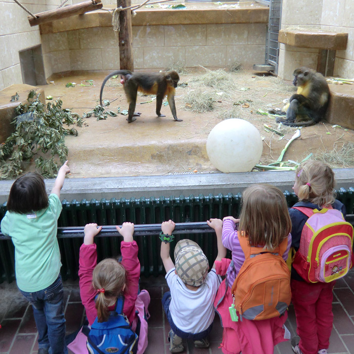 Goldbauchmangaben im Wuppertaler Zoo im Juni 2011