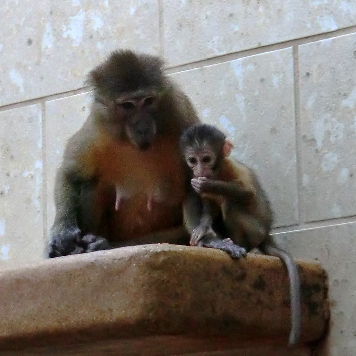 Goldbauchmangaben im Wuppertaler Zoo im Februar 2012