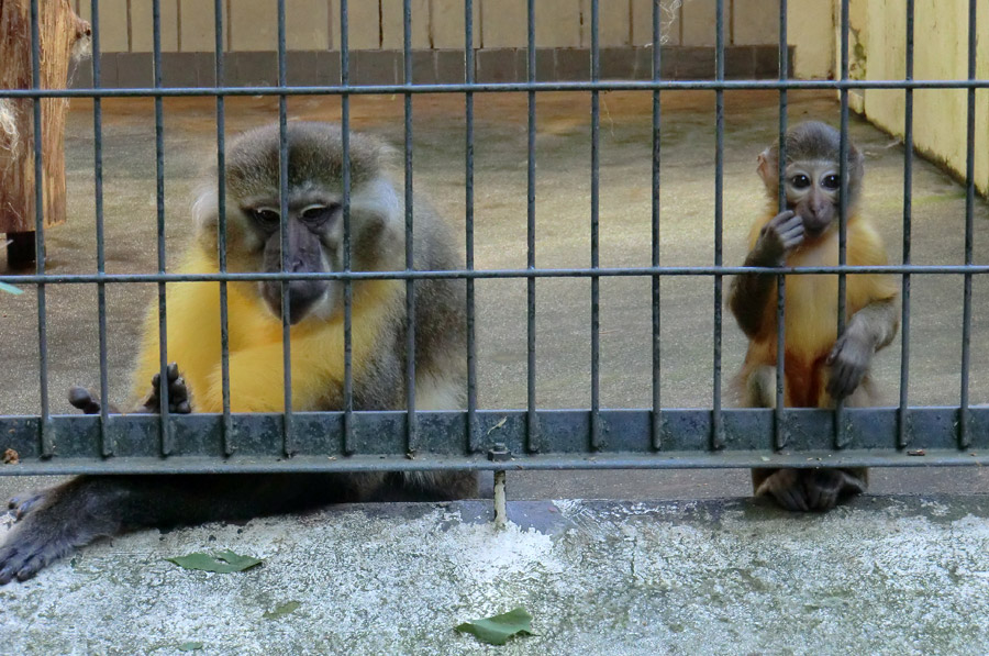 Goldbauchmangaben im Zoo Wuppertal im Juli 2012