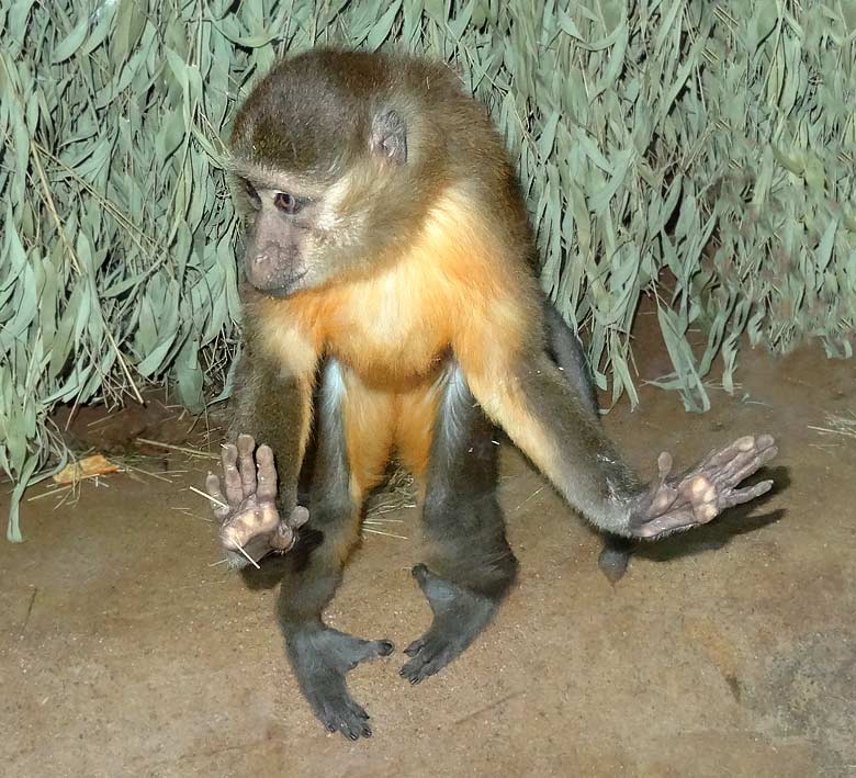 Goldbauchmangabe am 14. Februar 2016 im Zoologischen Garten der Stadt Wuppertal