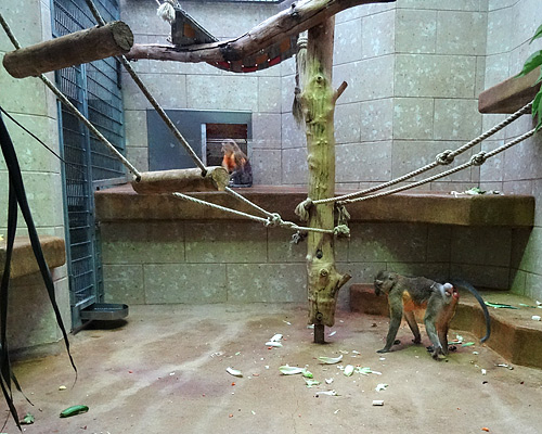 Zwei Goldbauchmangaben-Weibchen am 21. Februar 2016 im Affenhaus im Grünen Zoo Wuppertal