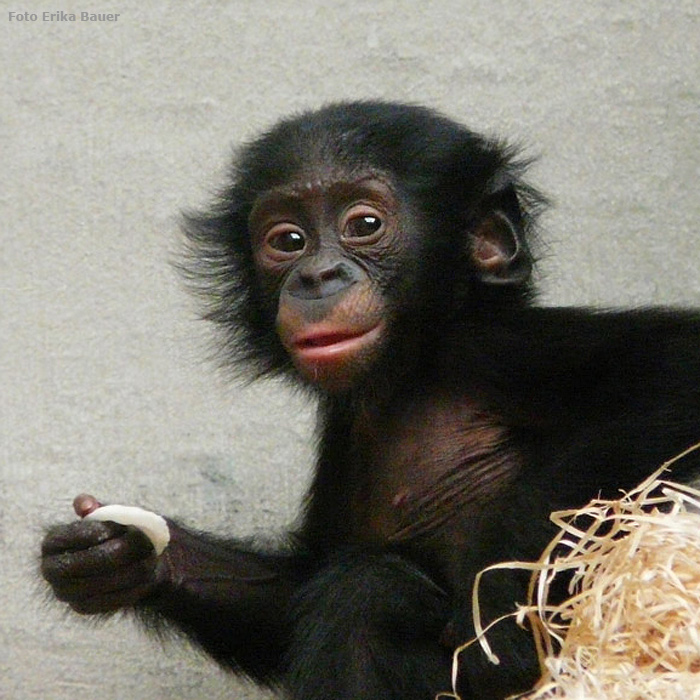 Bonobo Jungtier im Wuppertaler Zoo im Oktober 2012 (Foto Erika Bauer)