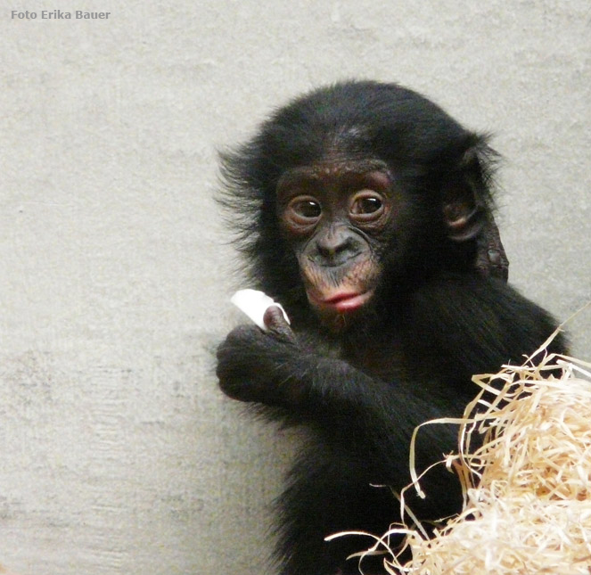 Bonobo Jungtier im Zoologischen Garten Wuppertal im Oktober 2012 (Foto Erika Bauer)