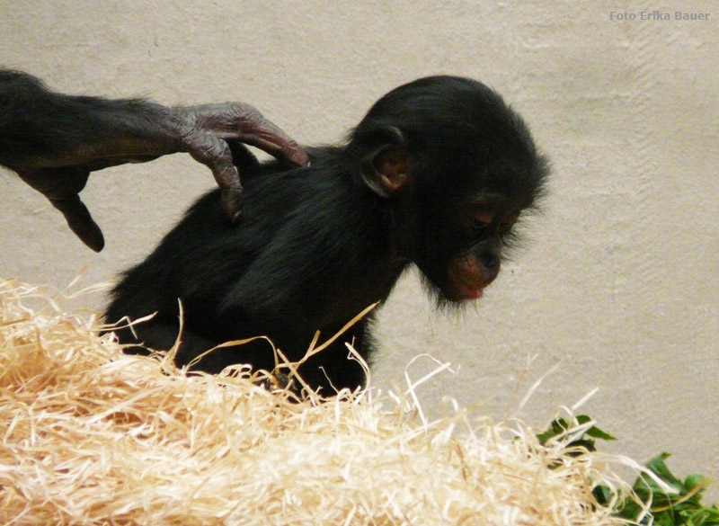 Bonobo Jungtier im Zoo Wuppertal im Oktober 2012 (Foto Erika Bauer)