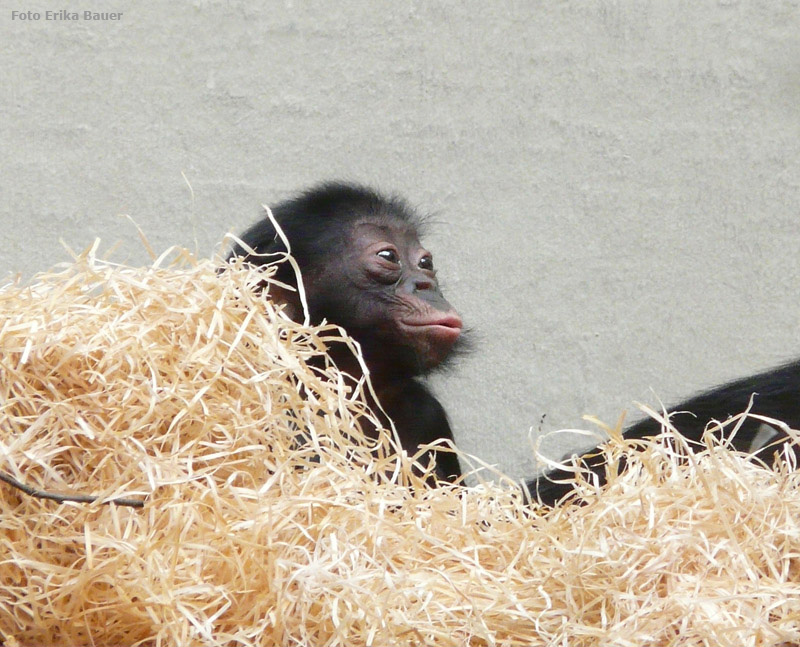 Bonobo Jungtier im Zoo Wuppertal im Oktober 2012 (Foto Erika Bauer)