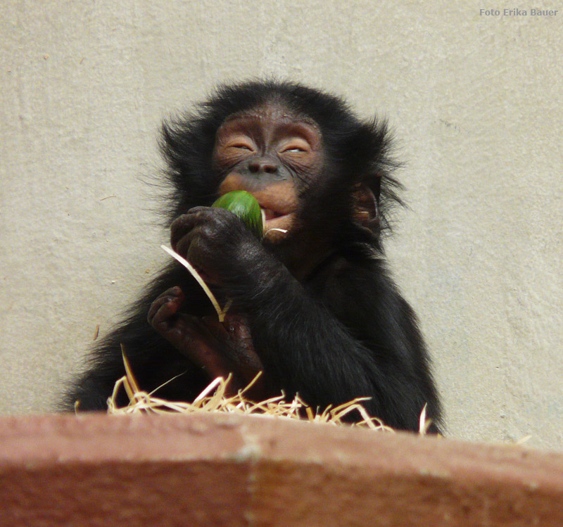 Bonobo Jungtier im Wuppertaler Zoo im Oktober 2012 (Foto Erika Bauer)