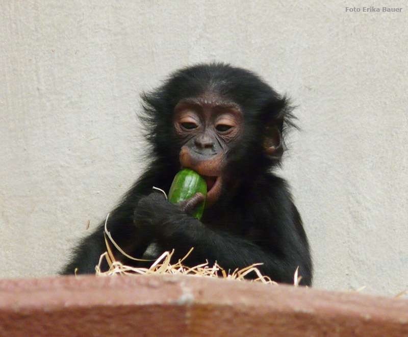 Bonobo Jungtier im Zoologischen Garten Wuppertal im Oktober 2012 (Foto Erika Bauer)