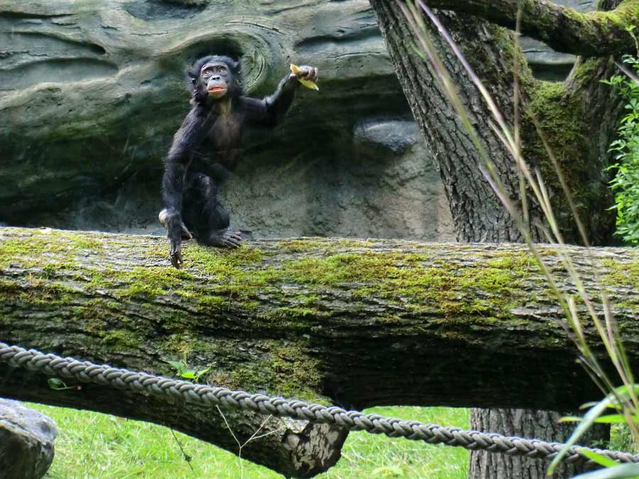 Bonobo im Zoologischen Garten Wuppertal im Juni 2014