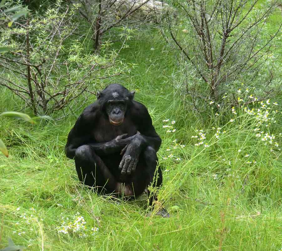 Bonobo im Wuppertaler Zoo im Juni 2014