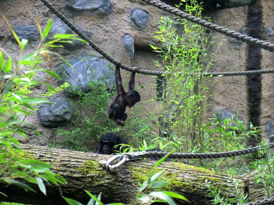 Bonobo im Zoo Wuppertal im Juni 2014