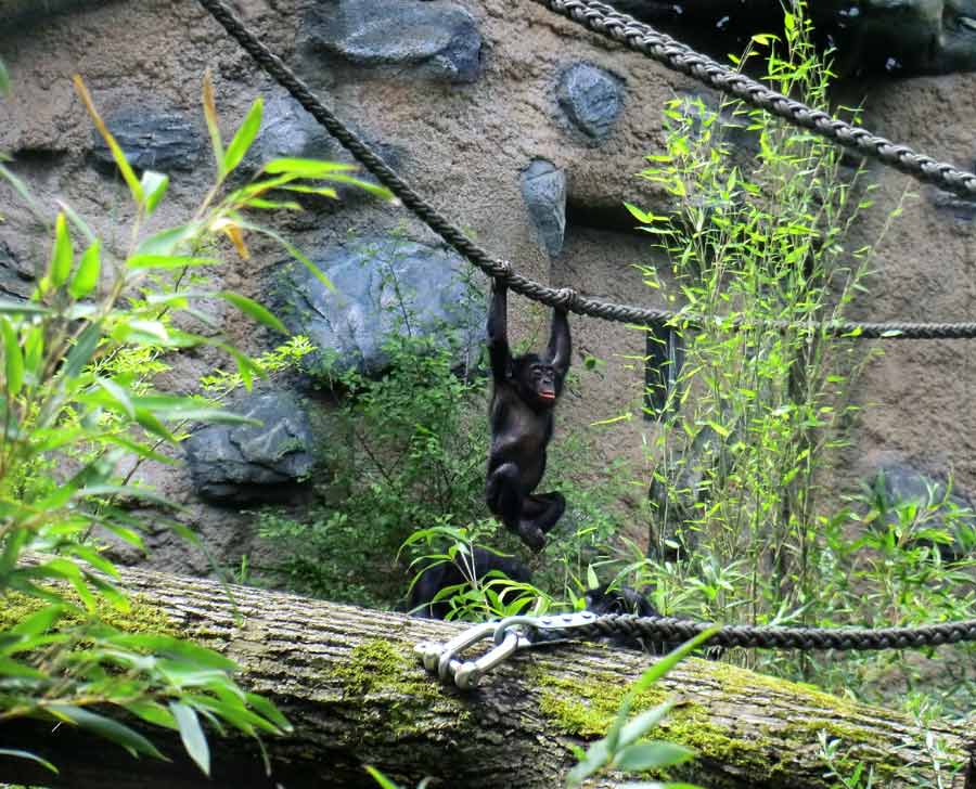 Bonobo im Wuppertaler Zoo im Juni 2014