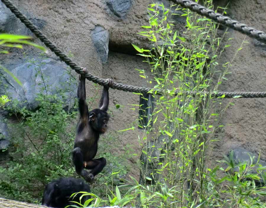 Bonobo im Zoo Wuppertal im Juni 2014