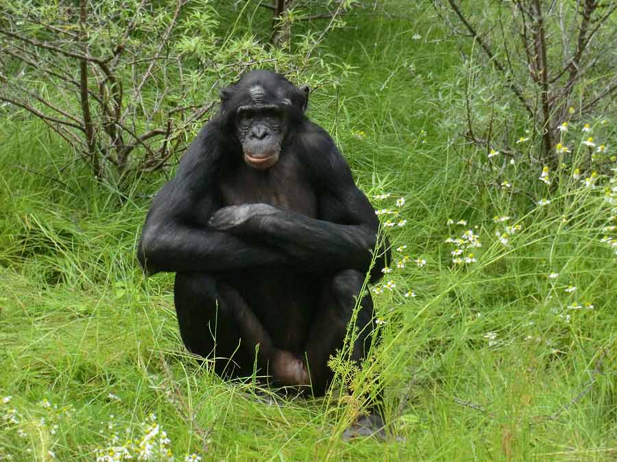 Bonobo im Wuppertaler Zoo im Juni 2014
