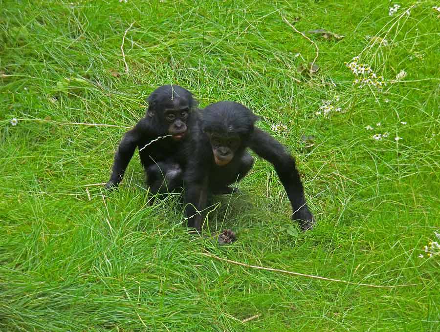 Bonobo im Zoologischen Garten Wuppertal im Juni 2014