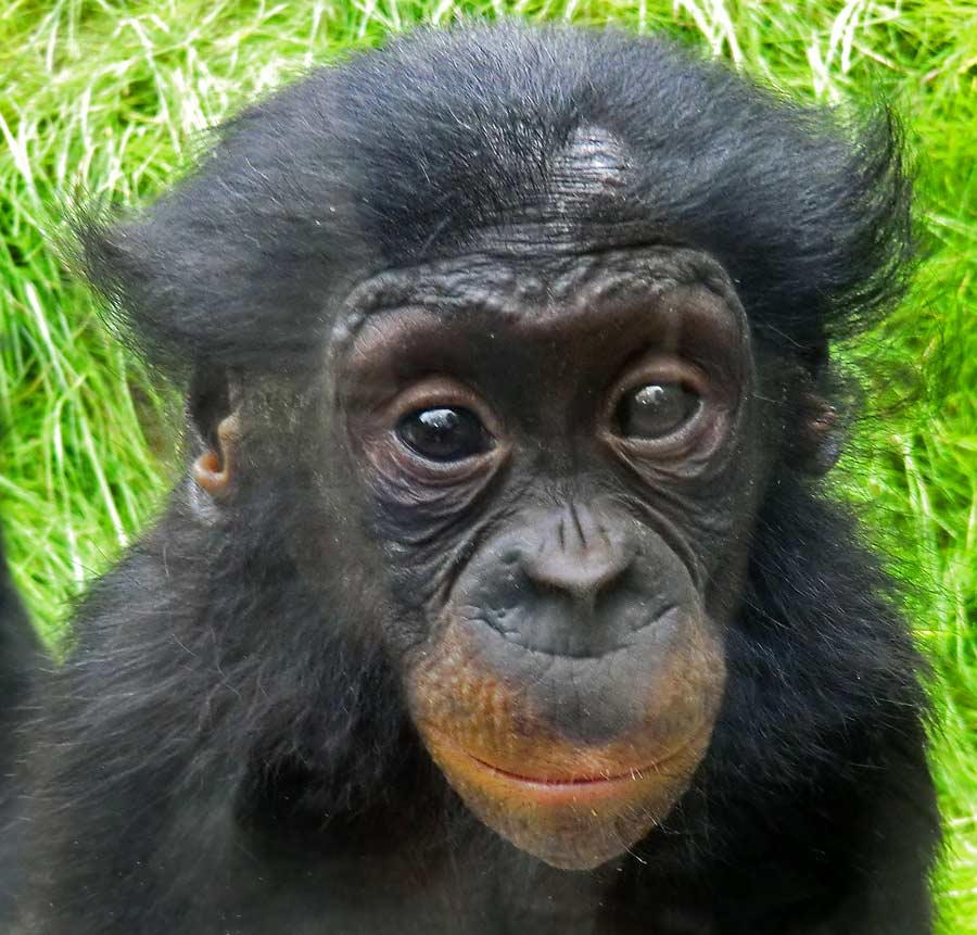 Bonobo im Wuppertaler Zoo im Juni 2014