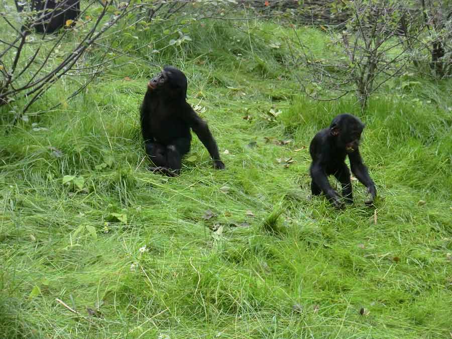 Bonobo im Zoo Wuppertal im Juni 2014