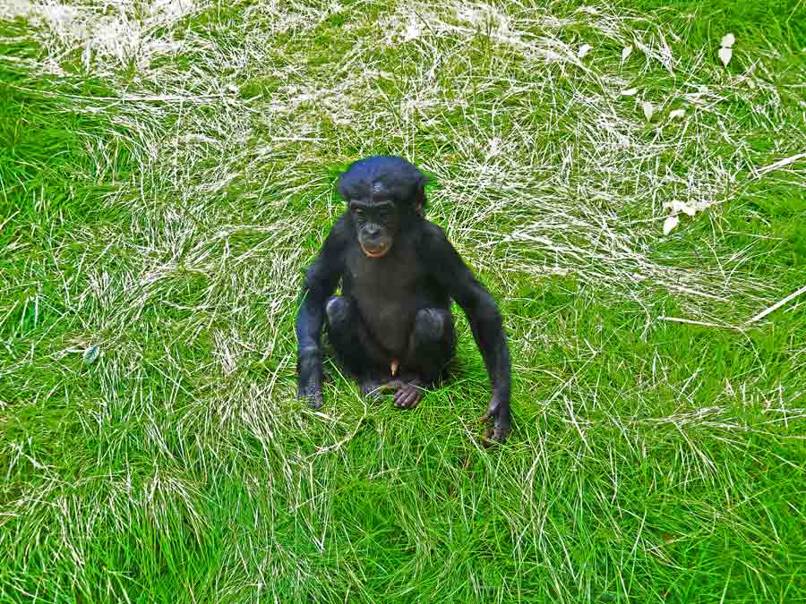 Bonobo im Zoologischen Garten Wuppertal im Juni 2014