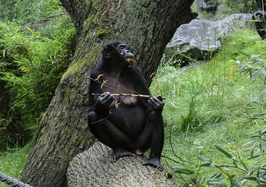 Bonobo im Zoologischen Garten Wuppertal im Juni 2014