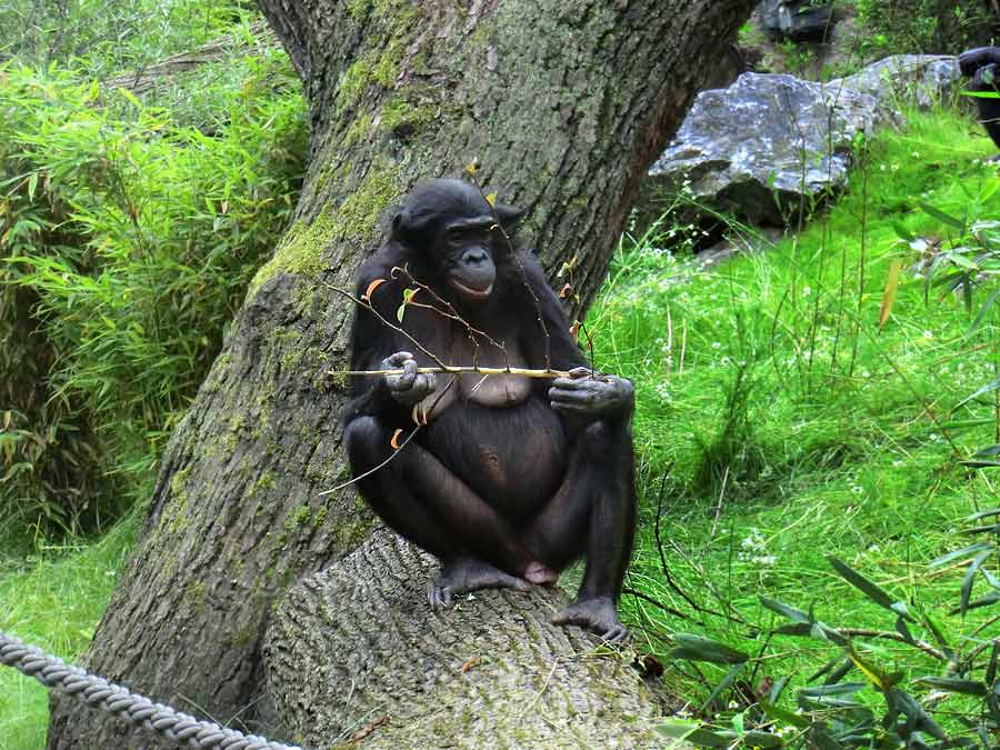 Bonobo im Wuppertaler Zoo im Juni 2014