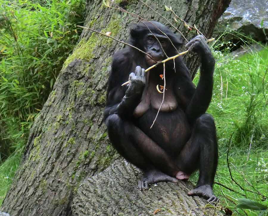 Bonobo im Zoo Wuppertal im Juni 2014