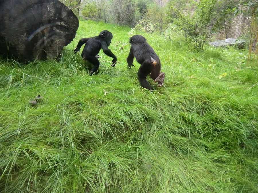 Bonobo im Zoologischen Garten Wuppertal im Juni 2014