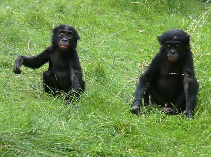 Bonobo im Wuppertaler Zoo im Juni 2014