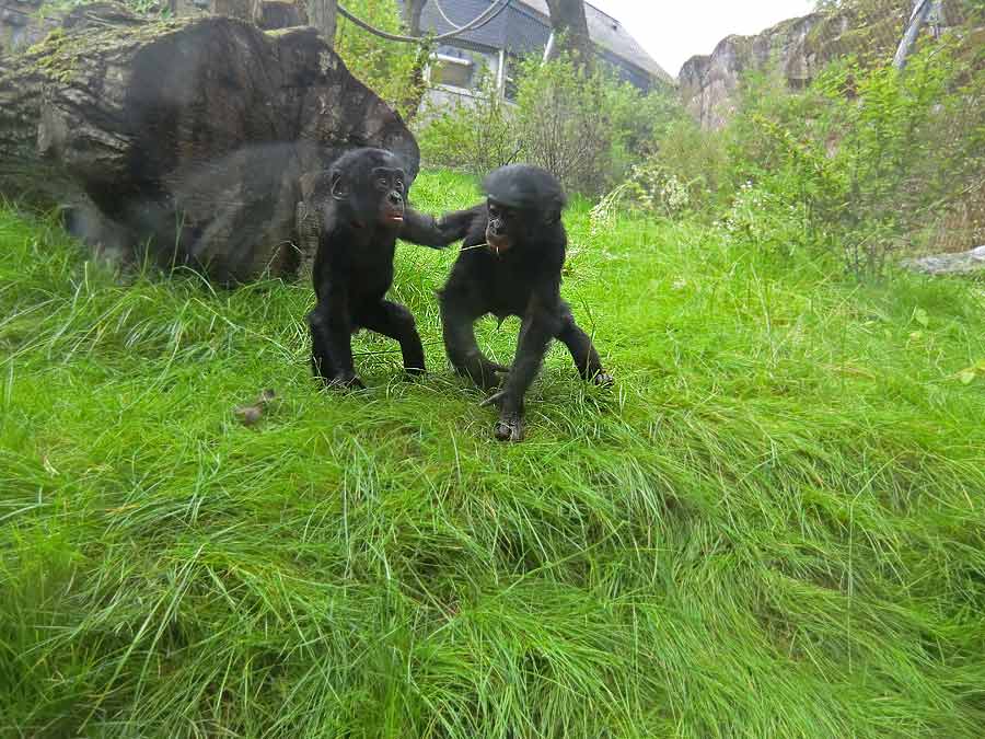 Bonobo im Zoo Wuppertal im Juni 2014