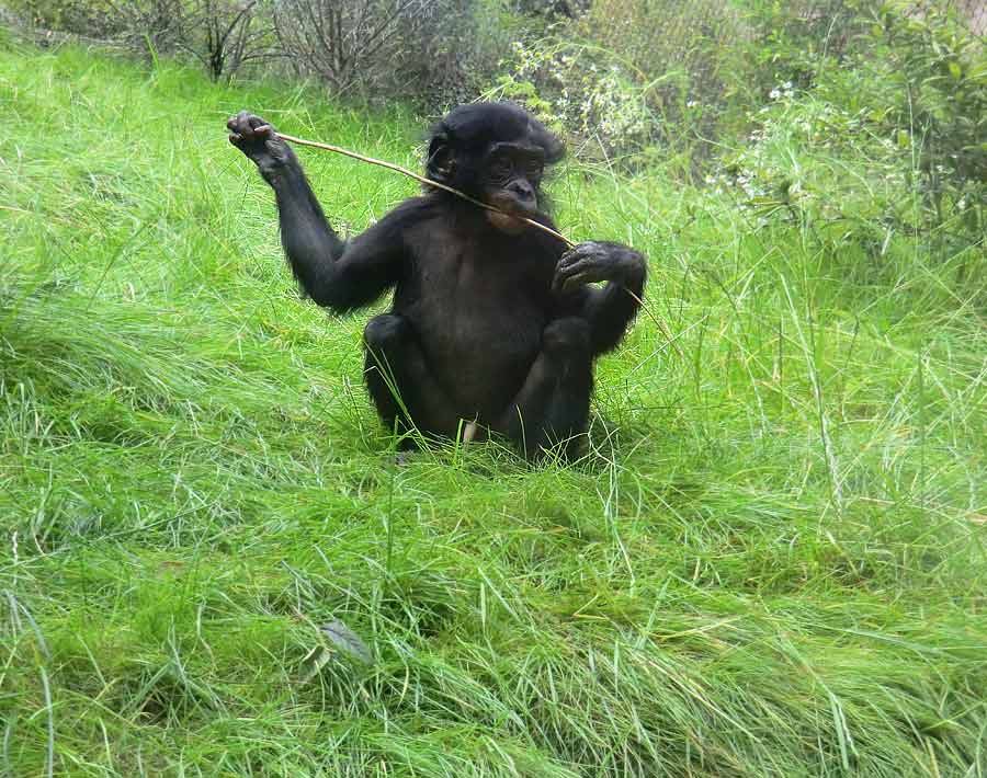 Bonobo im Zoologischen Garten Wuppertal im Juni 2014