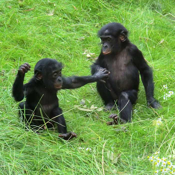 Bonobo im Wuppertaler Zoo im Juni 2014