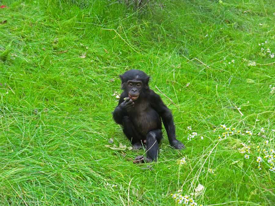 Bonobo im Wuppertaler Zoo im Juni 2014