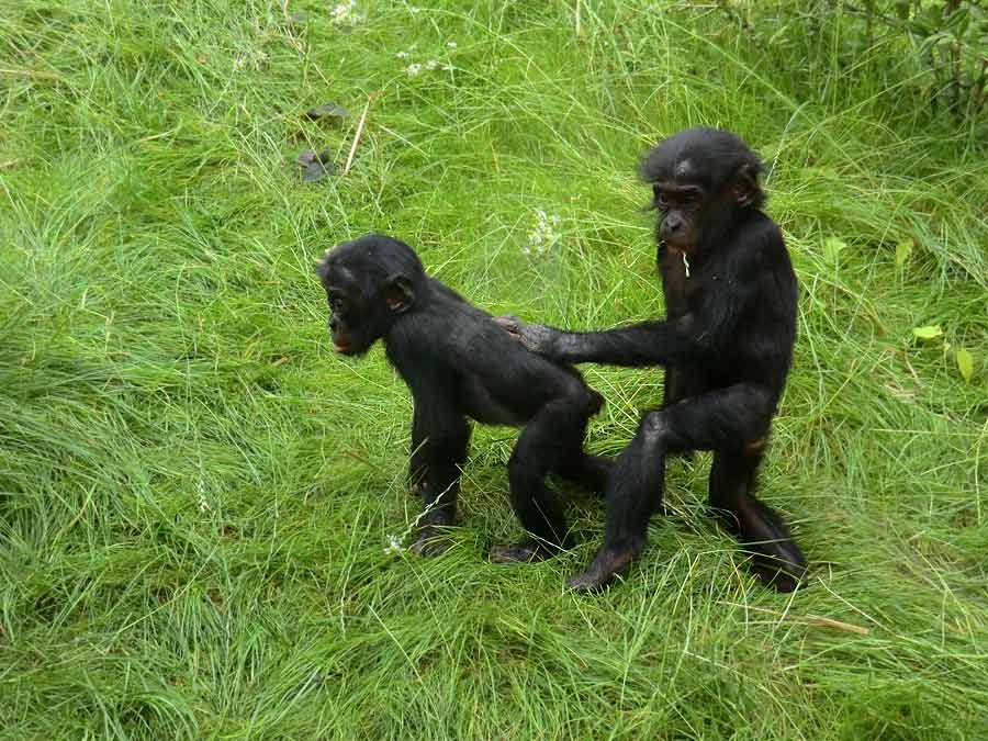 Bonobo im Zoo Wuppertal im Juni 2014