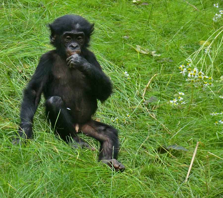 Bonobo im Zoologischen Garten Wuppertal im Juni 2014