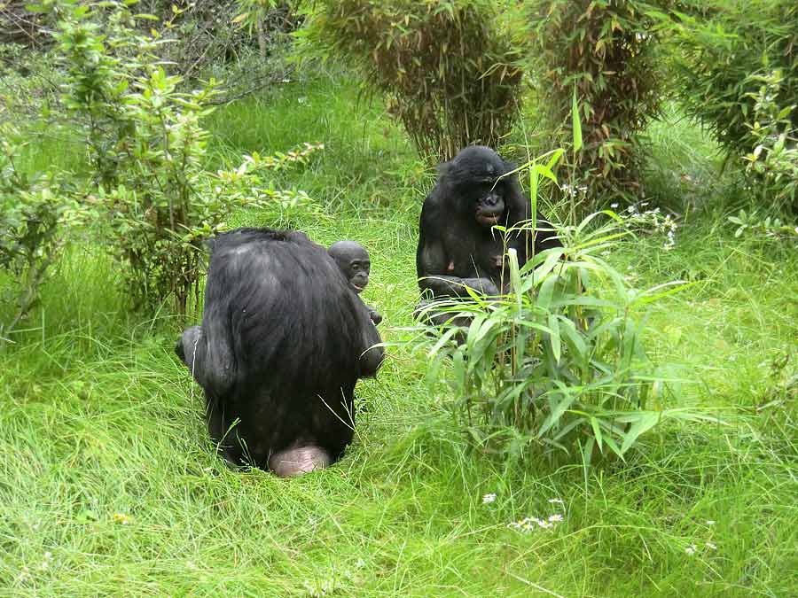 Bonobo im Wuppertaler Zoo im Juni 2014