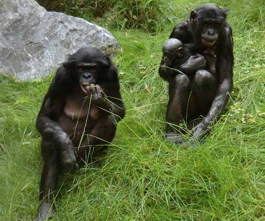 Bonobo im Zoo Wuppertal im Juni 2014