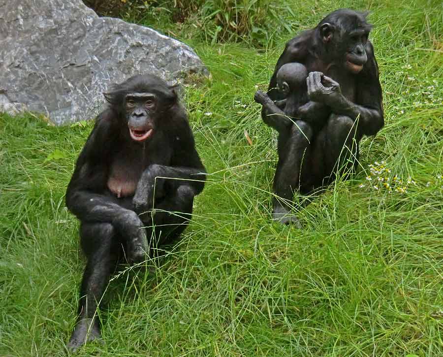 Bonobo im Wuppertaler Zoo im Juni 2014