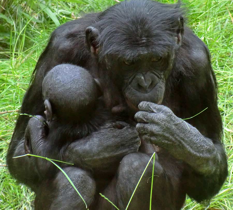 Bonobo im Zoologischen Garten Wuppertal im Juni 2014