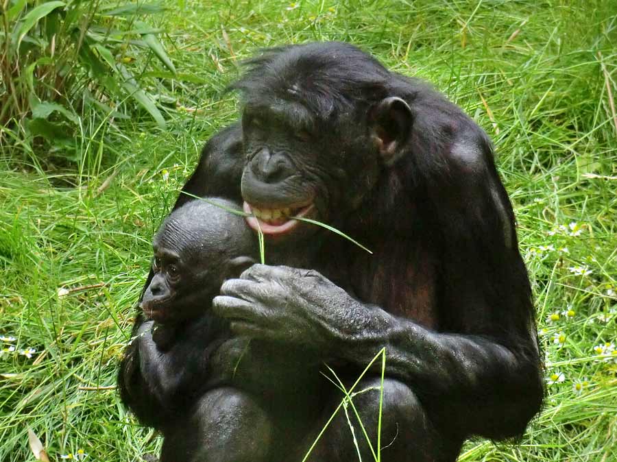 Bonobo im Wuppertaler Zoo im Juni 2014