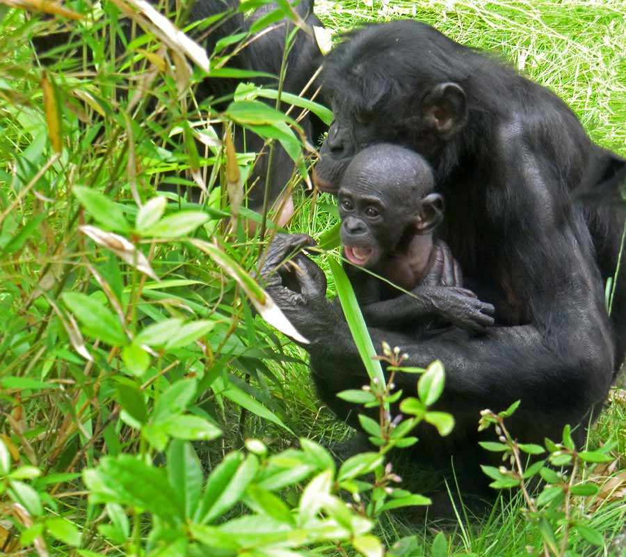 Bonobo im Zoologischen Garten Wuppertal im Juni 2014