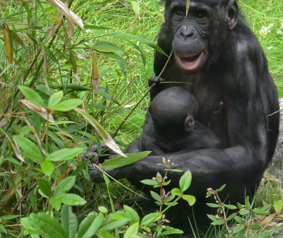 Bonobo im Wuppertaler Zoo im Juni 2014