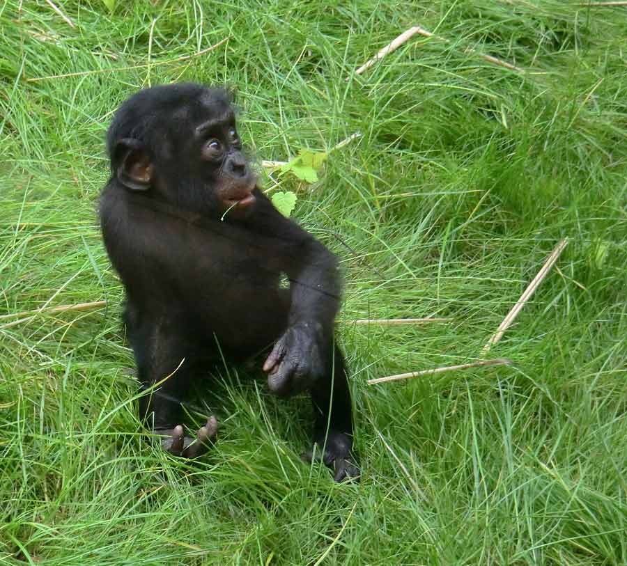 Bonobo im Zoologischen Garten Wuppertal im Juni 2014