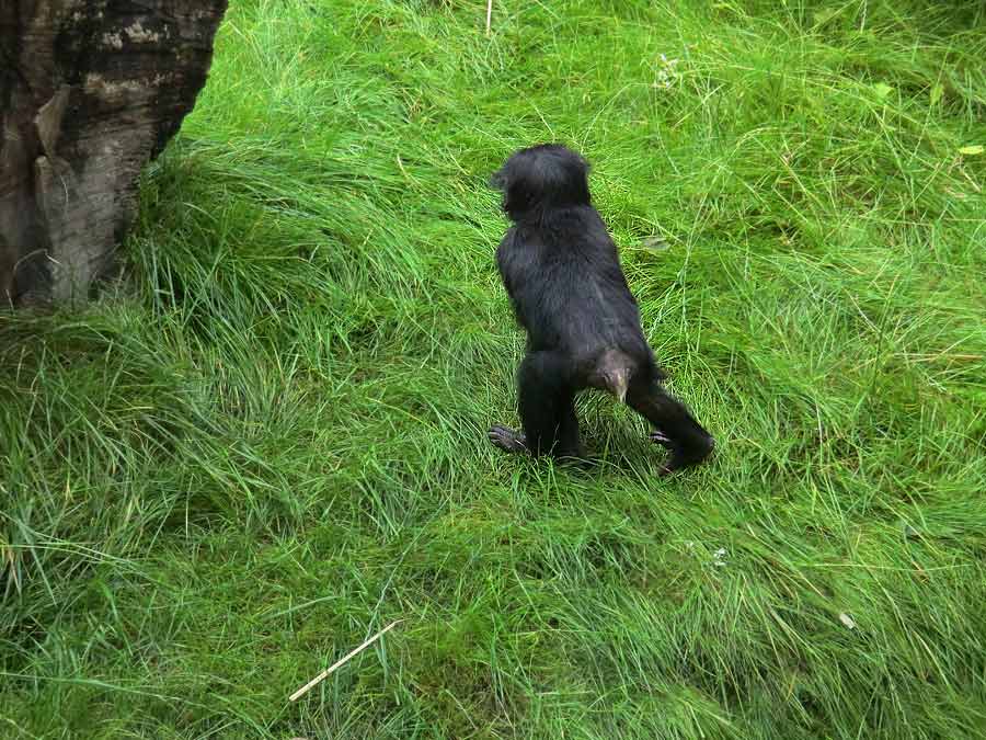 Bonobo im Wuppertaler Zoo im Juni 2014