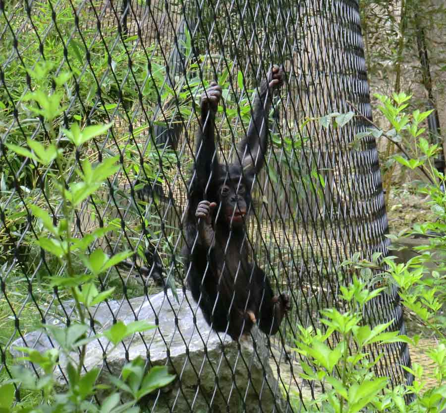 Bonobo im Zoologischen Garten Wuppertal im Juli 2014