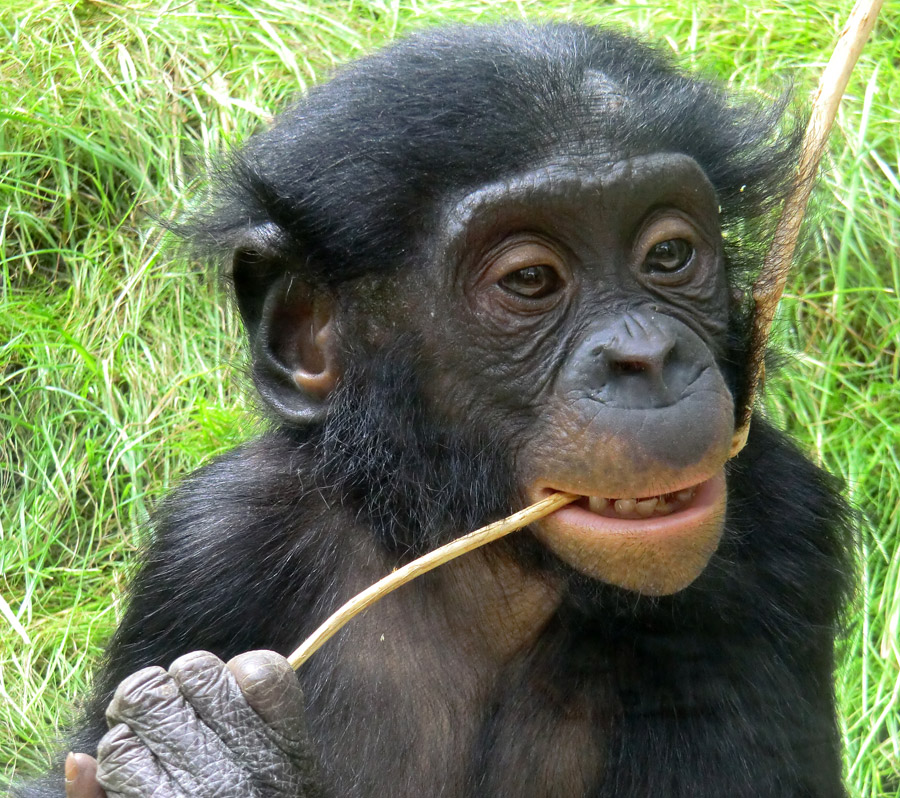 Bonobo im Zoo Wuppertal im Juli 2014