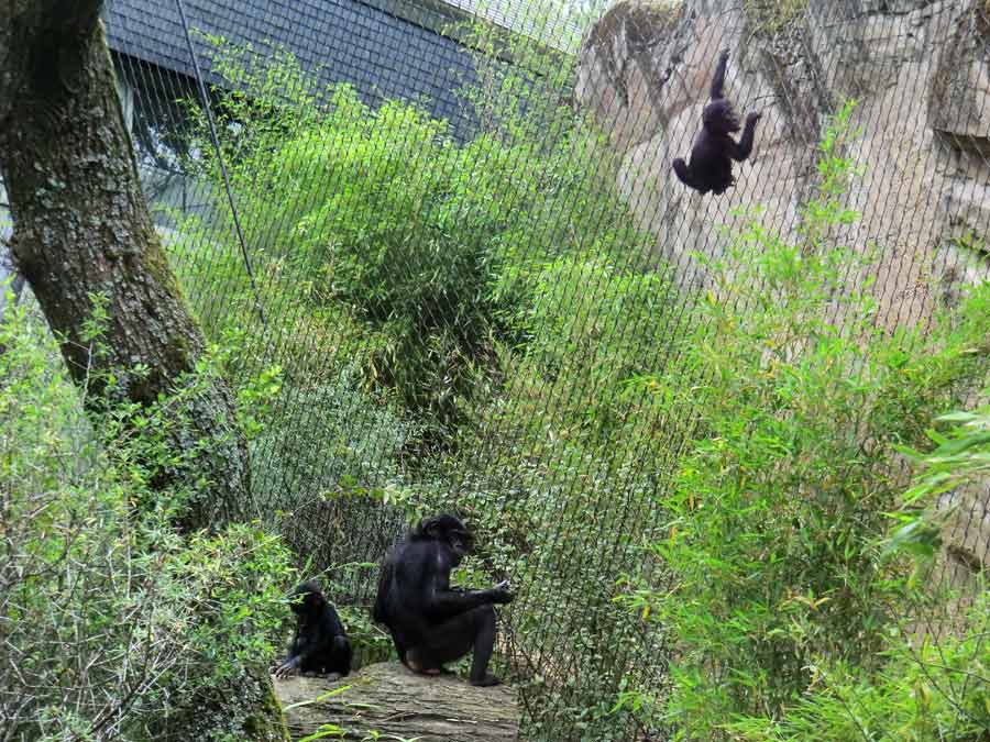 Bonobo im Zoologischen Garten Wuppertal im Juli 2014