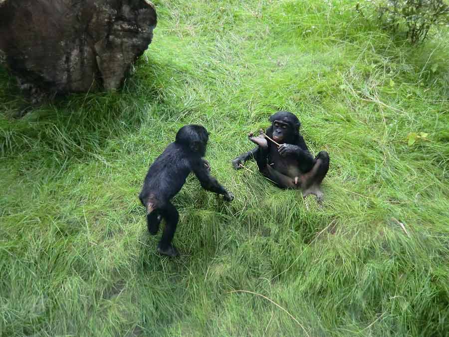 Bonobo im Wuppertaler Zoo im Juli 2014