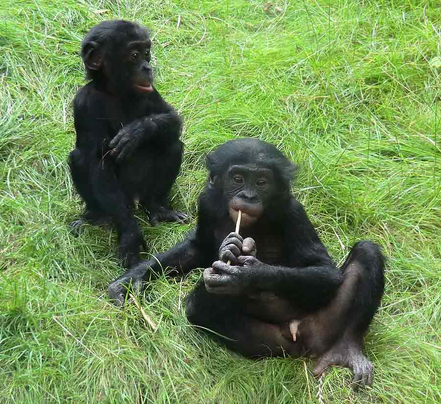 Bonobo im Zoo Wuppertal im Juli 2014